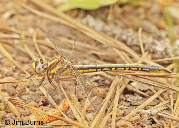 Oklahoma Clubtail female, Angelina Co., TX, April 2013
