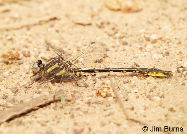 Oklahoma Clubtail male, San Jacinto Co., TX, March 2013