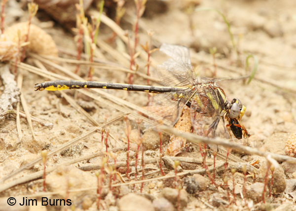 Oklahoma Clubtail male eating beetle, San Jacinto Co., TX, March 2013