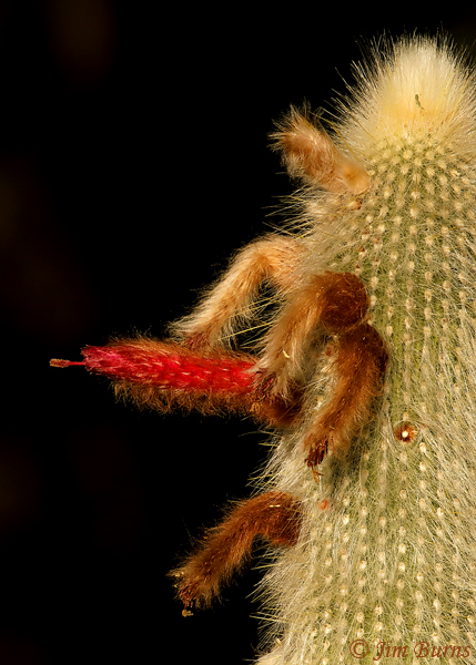 Old Man Cactus, Arizona--1508
