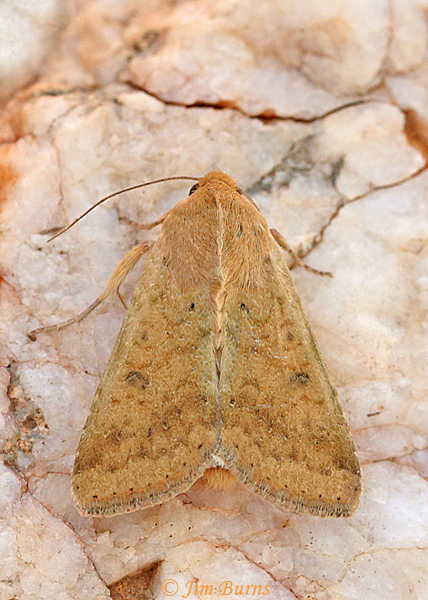 Old Man Dart, Arizona--3698