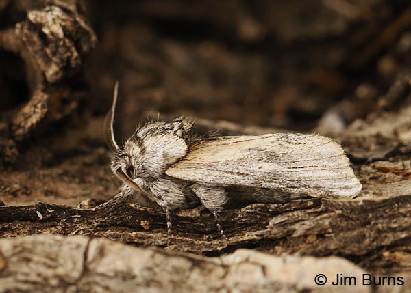 Oligocentria alpica, Arizona
