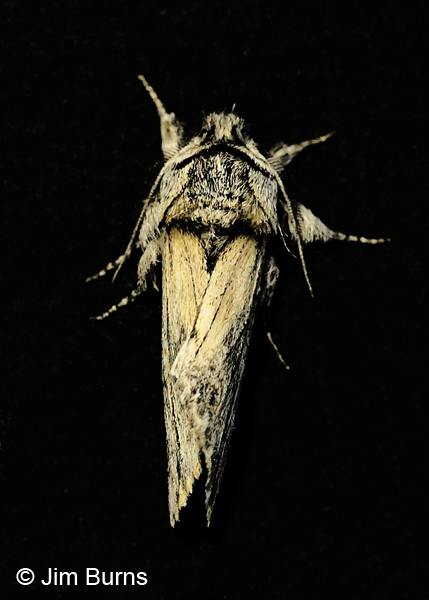 Oligocentria alpica dorsal view, Arizona