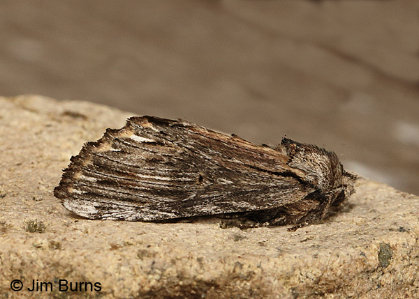 Oligocentria paradisus, Arizona