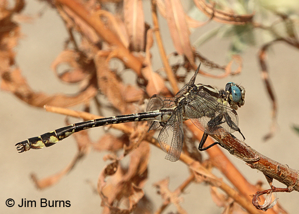 Olive Clubtail male, Clark Co., WA, August 2015