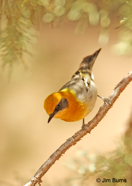 Olive Warbler male as nuthatch #2