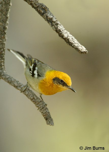 Olive Warbler male as nuthatch