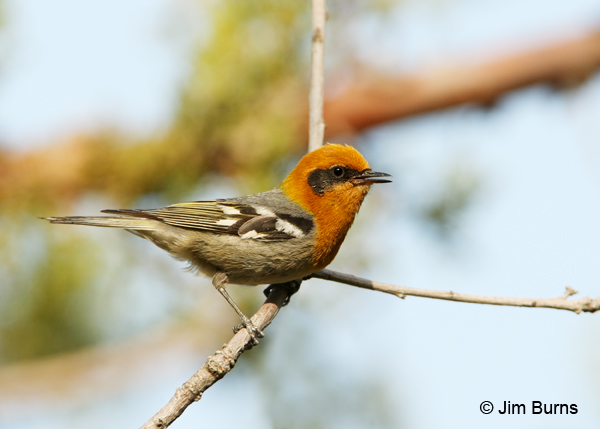 Olive Warbler male singing
