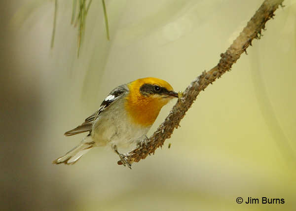 Olive Warbler male with grub