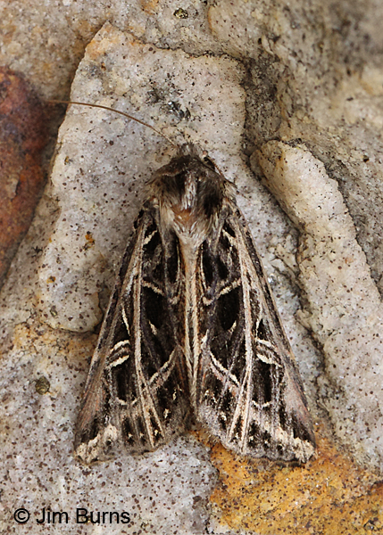 Olive-green Cutworm Moth, Arizona