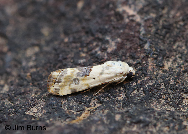 Olive-shaded Bird-Dropping Moth, Arizona