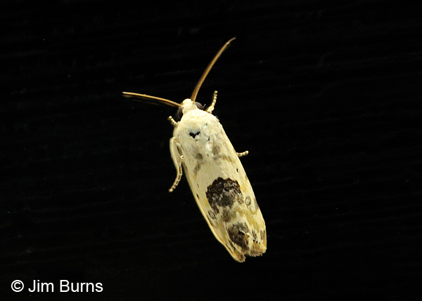 Olive-shaded Bird-Dropping Moth on black, Arizona