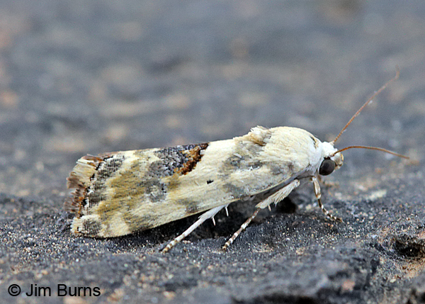 Olive-shaded Bird-Dropping Moth #2, Arizona