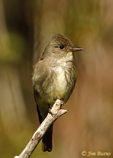 Olive-sided Flycatcher feathers blowing on a windy day #2--3760