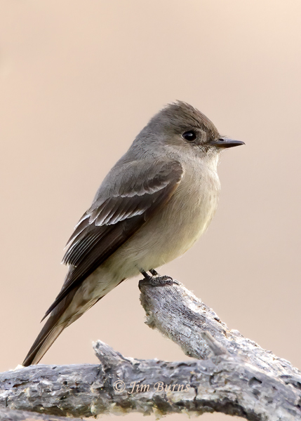 Olive-sided Flycatcher sunrise profile--5305