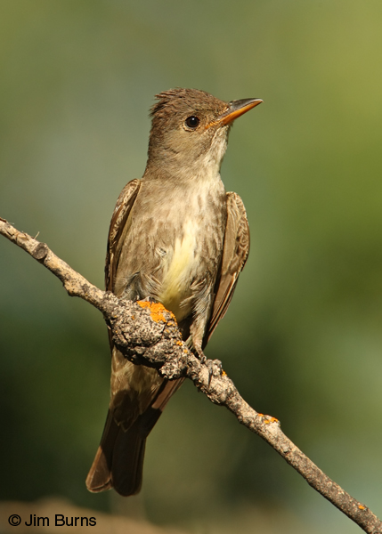Olive-sided Flycatcher