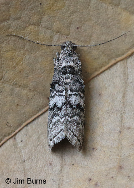 Olybria furciferella, Arizona