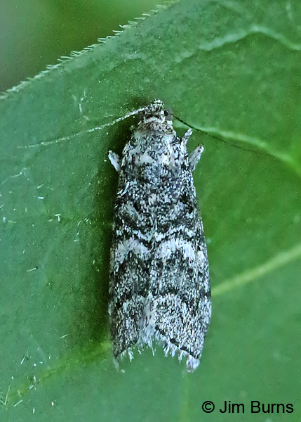 Olybria furciferella #2, Arizona