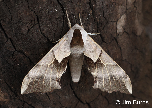One-eyed Sphinx Moth wings closed,  Arizona