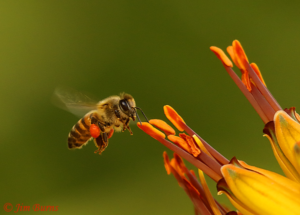 Orange Aloe with worker Honey Bee #2, Arizona--0993