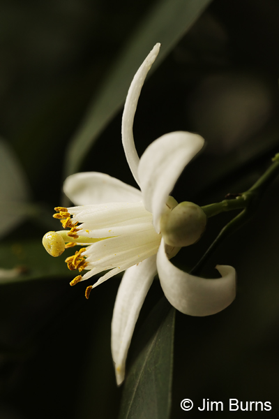 Orange Blossom, Arizona
