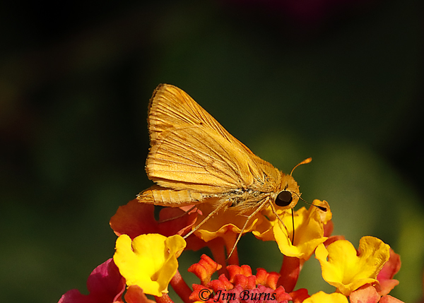 Orange Skipperling on Lantana, Arizona--7500