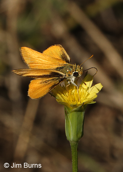 Orange Skipperling, Arizona