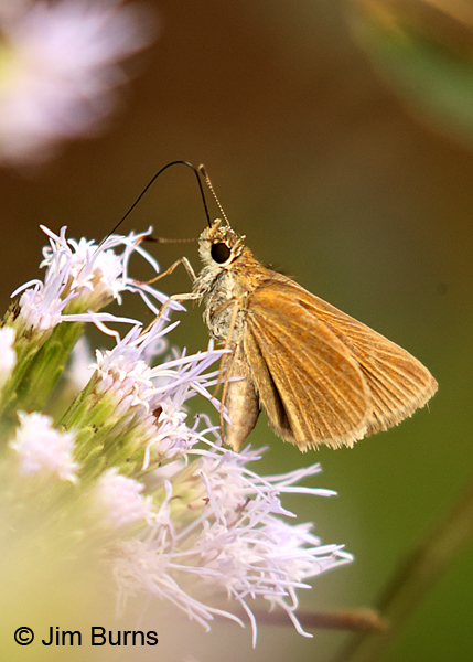 Orange Skipperling, Texas