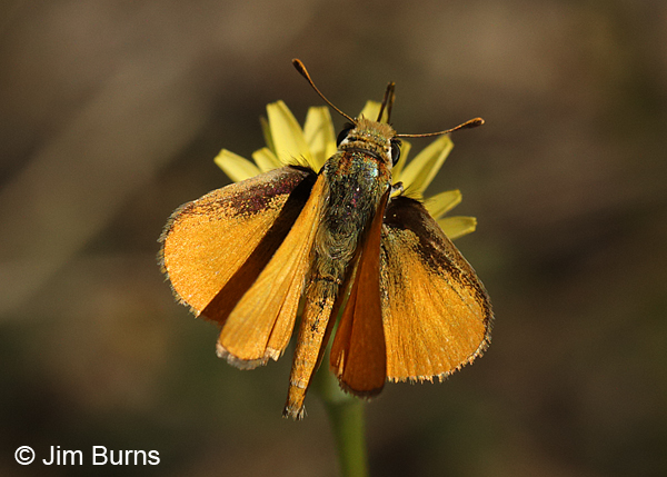 Orange Skipperling dorsal view, Arizona