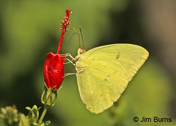 Orange Sulphur male on Turk's Cap, Texas