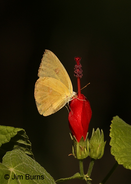 Orange Sulphur on Turk's Cap, October, Arizona