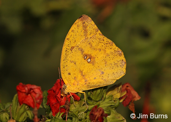 Orange-barred Sulphur female at Turk's Cap, Texas