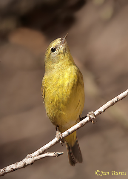 Orange-crowned Warbler ventral view--4978