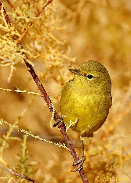 Orange-crowned Warbler in Tamarisk--4837