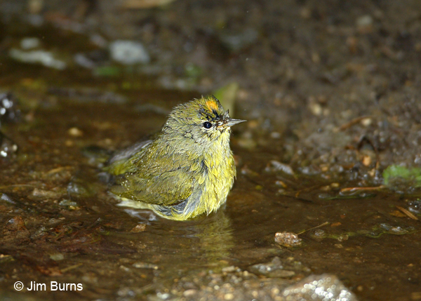 Orange-crowned Warbler crown exposed while bathing