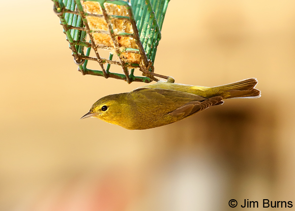 Orange-crowned Warbler on suet feeder