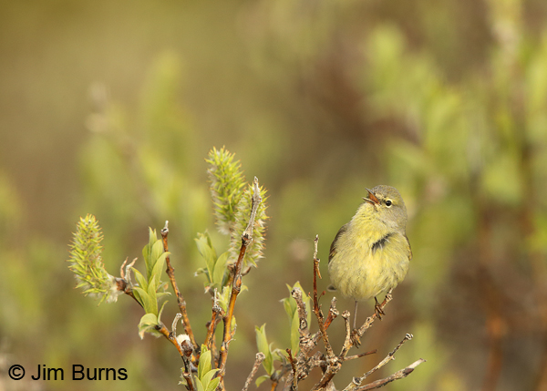 Orange-crowned Warbler singing in willow breeding habitat