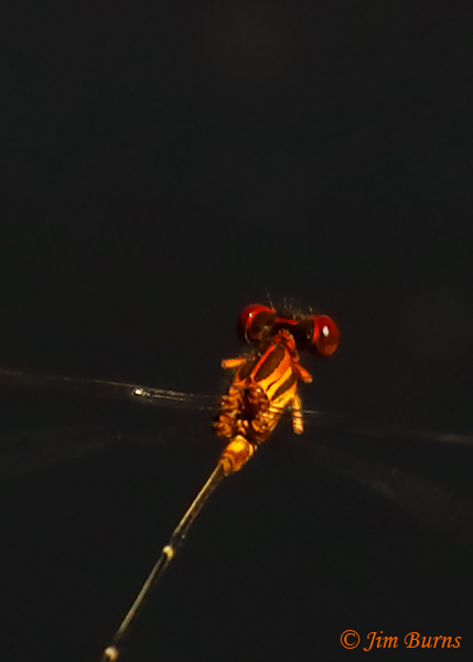 Orange-striped Threadtail male in flight close-up, Santa Cruz Co., AZ, October 2020--8102