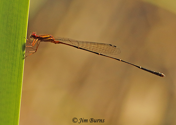 Orange-striped Threadtail male, Santa Cruz Co., AZ, October 2020--8251