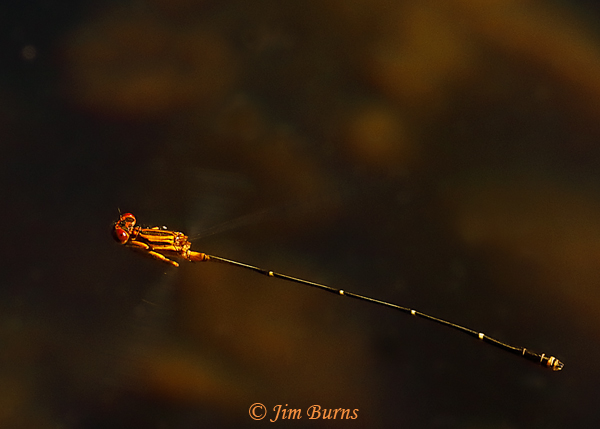 Orange-striped Threadtail male in flight #2, Santa Cruz Co., AZ, October 2020--8279