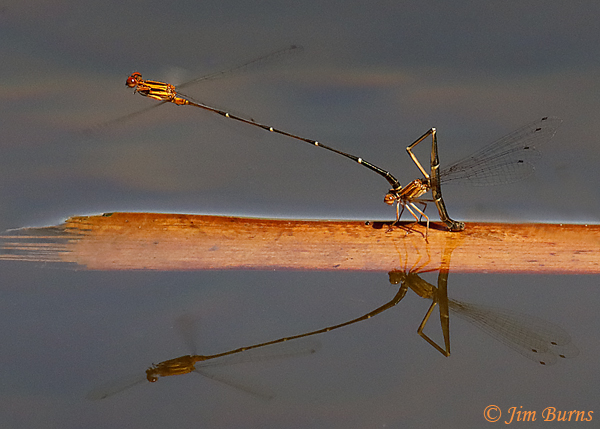 Orange-striped Threadtail pair in tandem, female ovipositing #2, Santa Cruz Co., AZ, October 2020--8345