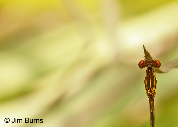Orange-striped Threadtail male top shot close-up, Kinney Co., TX, September 2013