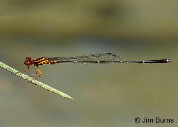 Orange-striped Threadtail male, Real Co., TX, August 2017