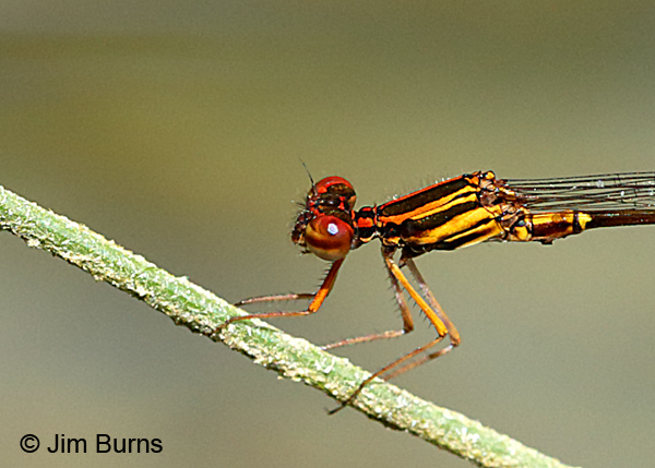 Orange-striped Threadtail male thorax close-up, Real Co., TX, August 2017