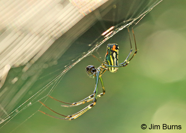 Orchard Orbweaver female, Texas