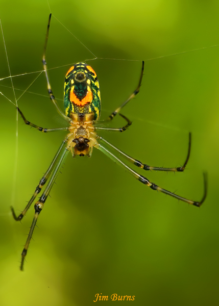 Orchard Orbweaver female ventral view Texas--2007
