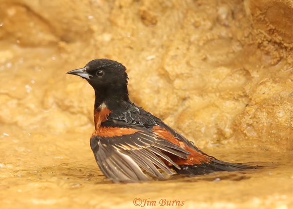 Orchard Oriole male bathing--0812