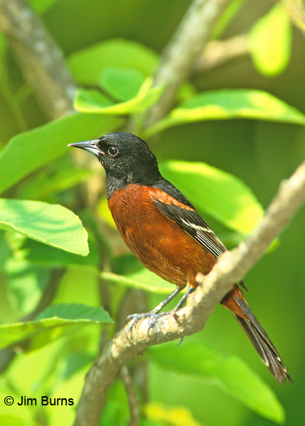 Orchard Oriole male