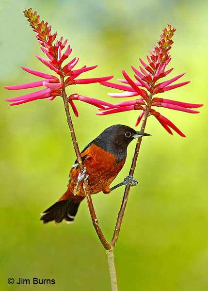 Orchard Oriole on coral bean