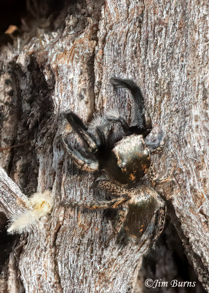 Oregon Paradise Spider, Arizona--9342